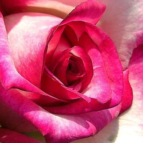 Rosa Hessenrose™ - rosa sin fragancia - Árbol de Rosas Híbrido de Té - rosal de pie alto - rosa - blanco - De Ruiter Innovations BV.- forma de corona de tallo recto - Rosal de árbol con forma de flor típico de las rosas de corte clásico.